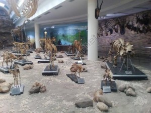 15معلومة عن المتحف الحيواني14