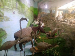 15معلومة عن المتحف الحيواني18