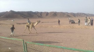اطلاق سباق الهجن اثناء احتفال جنوب سيناء بعيدها القومي4