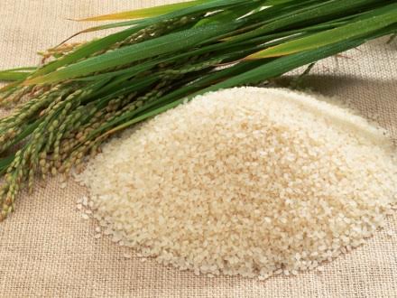إجراءات وضوابط لبدء استلام أرز شعير من المزارعين