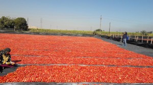 الأقصر تستقبل وفد برازيلي أرجنتيني لتصدير الطماطم المجففة 1